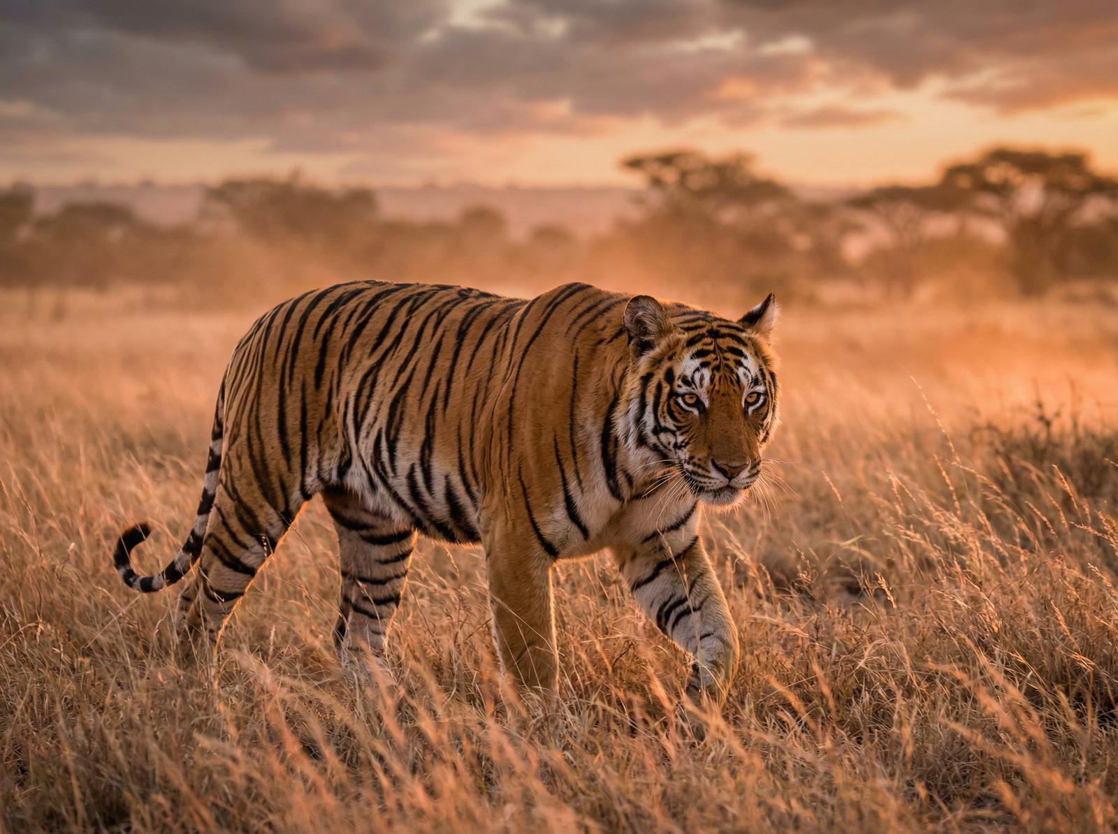 玩物社区老虎写真视频